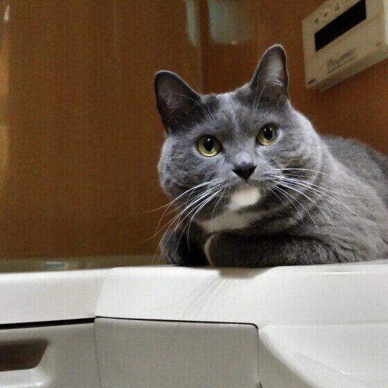 お風呂場に座るらんまるちゃん（MIX）