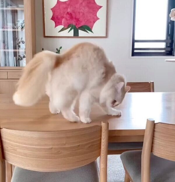 「やんのかステップ」をするむぎちゃん