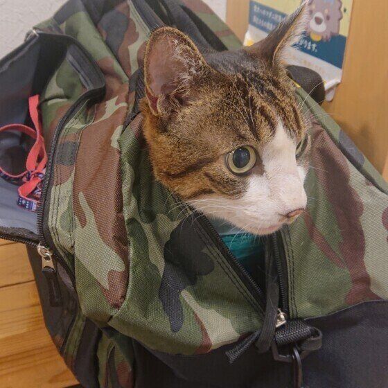 Mix（茶×白）のP太郎くん♪