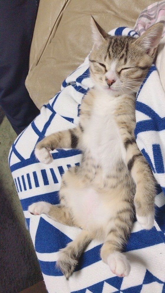 寝ているキジトラのメス猫