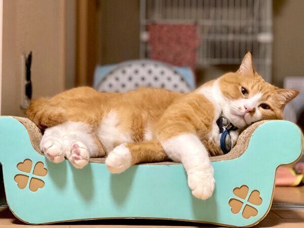 アンニュイな表情でくつろぐさんてくん