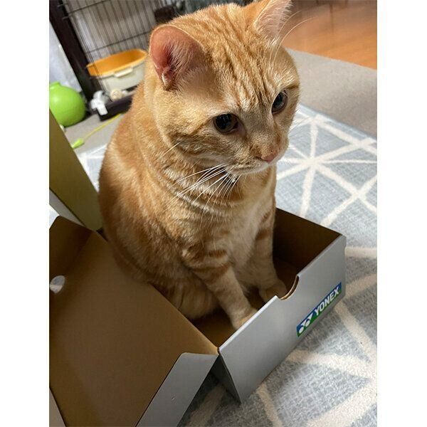 小さい箱に入ろうとするまめさん