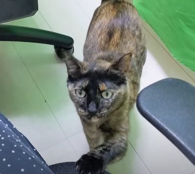 ねこ　モモちゃん