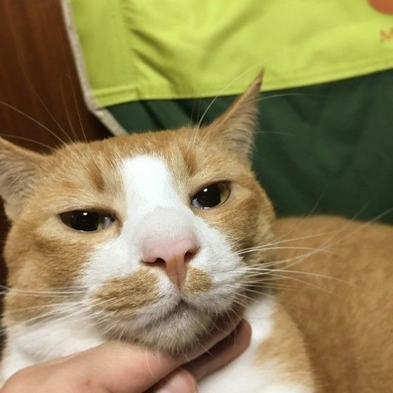 顔周りを撫でられる茶×白MIX