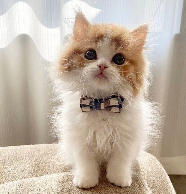 じっと見つめるノワくん