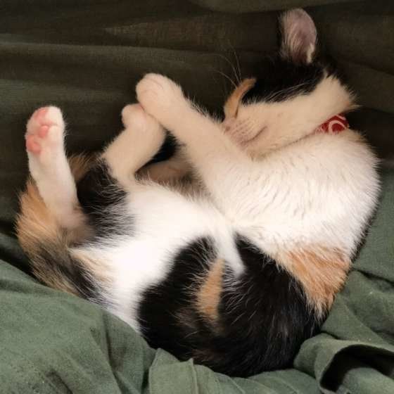 丸まって眠る猫