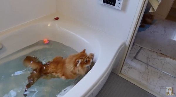 アヒルが欲しいニャンコ