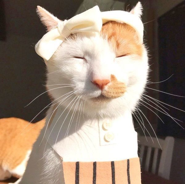 目を閉じるタルトくん