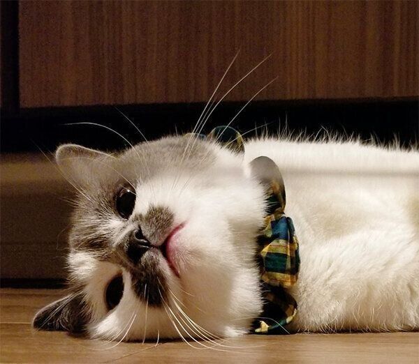 くつろぐさかもとちゃん