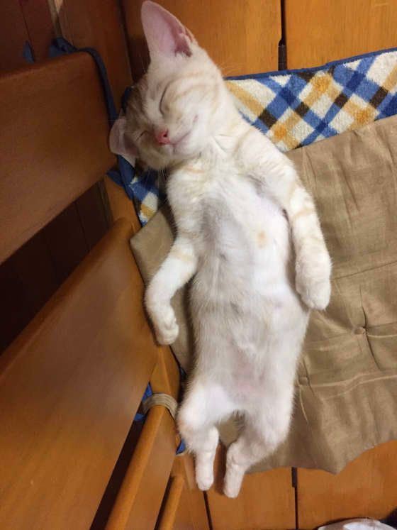 人みたいに寝るマロンくん