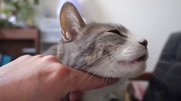 マッサージされる猫