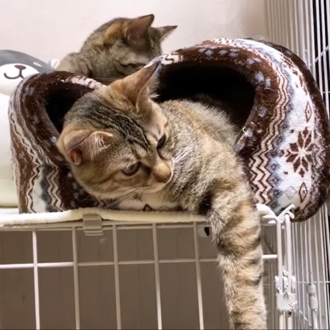 じゃれようとするリタちゃん