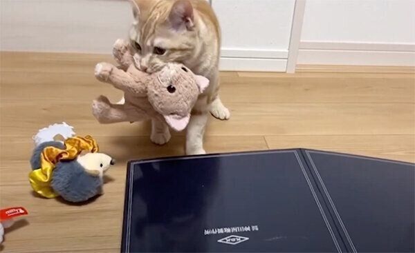 ぬいぐるみで遊ぶもかちゃん