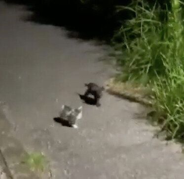 追いかけてきた子猫たち