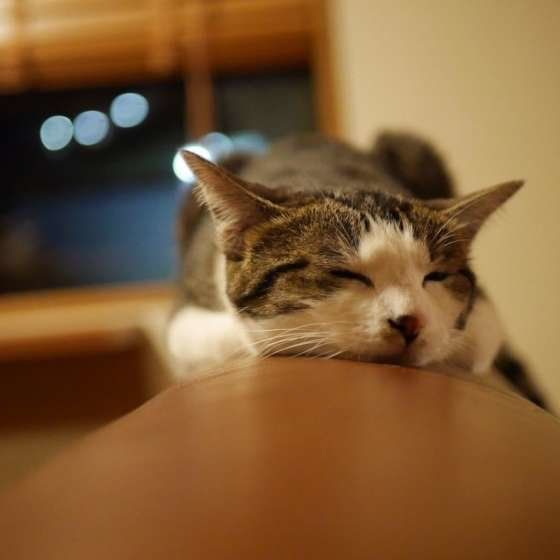 一番涼しい場所で寝る猫（MIX、メス）