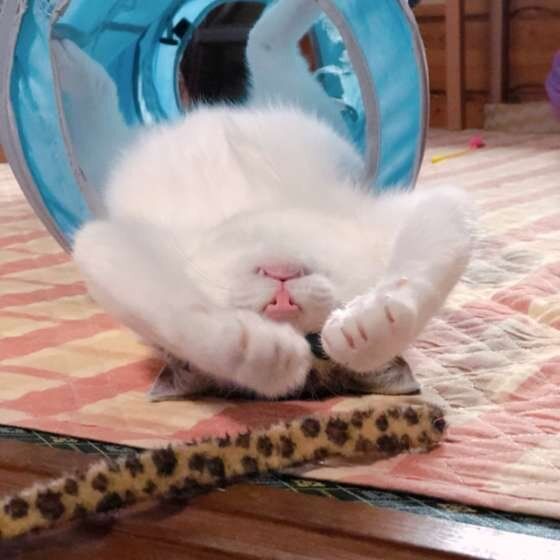 寝転がるキジトラ