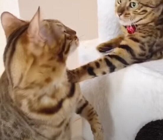 ベルちゃんとテトくん