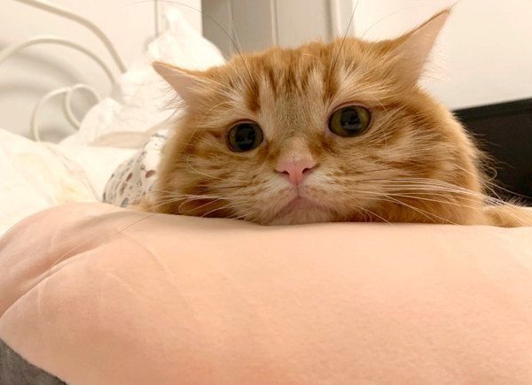 ふわふわクッションでくつろぐちくわちゃん