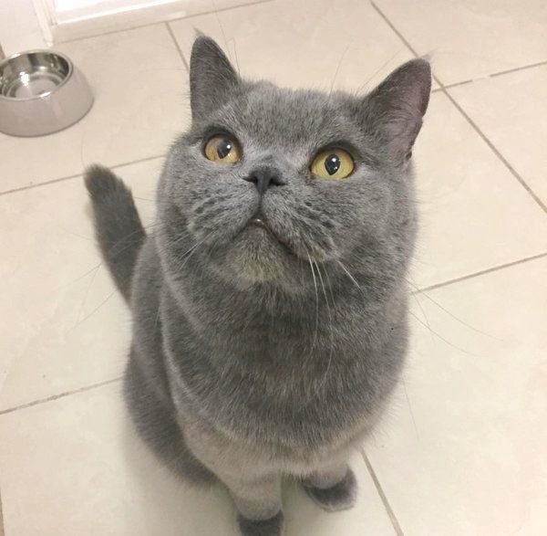 元保護猫・ブリティッシュショートヘアのルナ子ちゃん