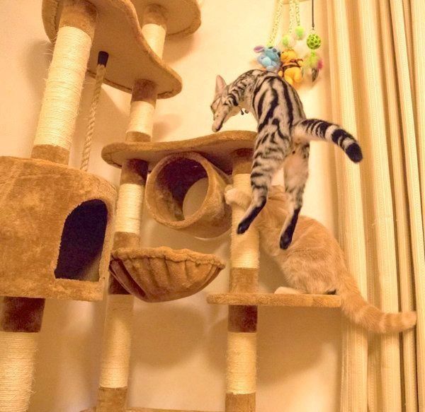 仲良しなアメリカンショートヘアとスコティッシュフォールド