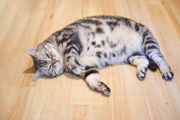 床に寝転がる猫