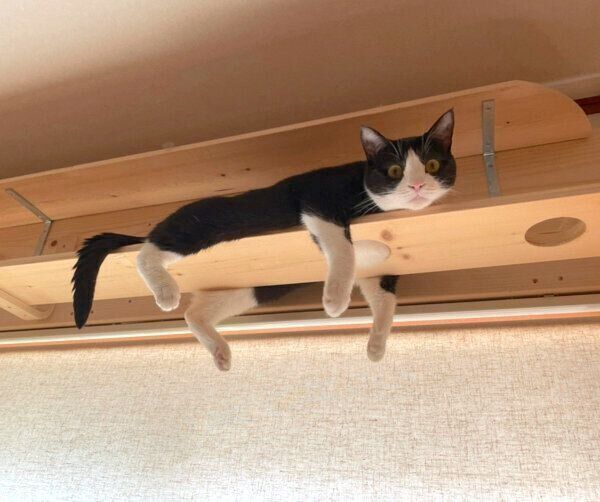くつろぐひまわりちゃん
