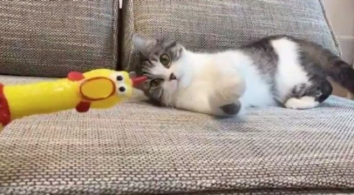 びっくりチキン と戯れていた猫 次の瞬間 抱腹絶倒の展開に ねこのきもちweb Magazine