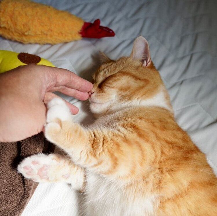 飼い主さんと、にゃんたくん