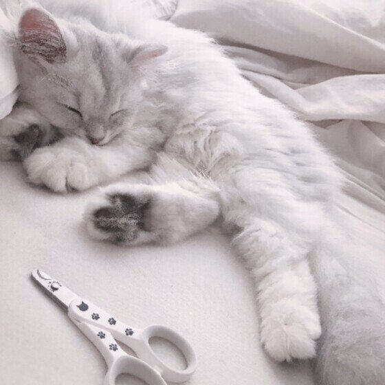 ペルシャ　ひよりくん