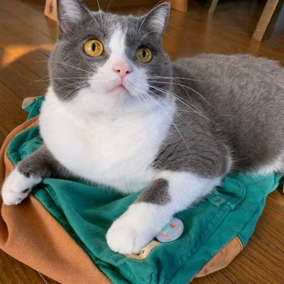 リュックを占領する猫（ブリティッシュショートヘア）