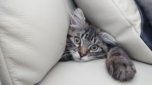 ねぇねぇ、かまって