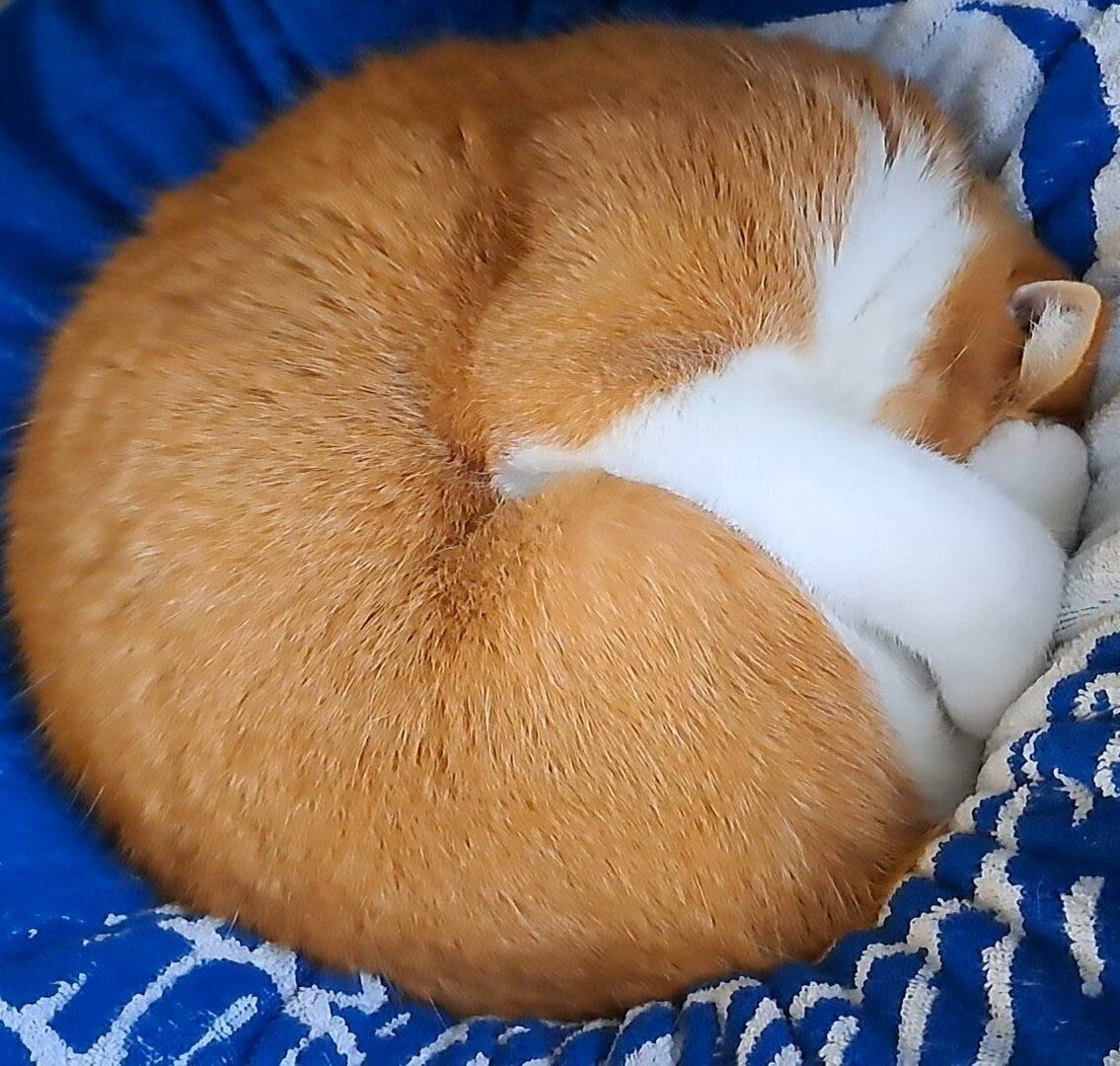 「アンモニャイト」のポーズをするもなかくん