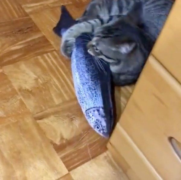 魚のぬいぐるみで遊ぶ猫