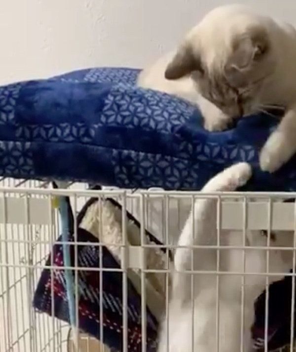 ケージを挟んで遊ぶ9ちゃんとシャムちゃん