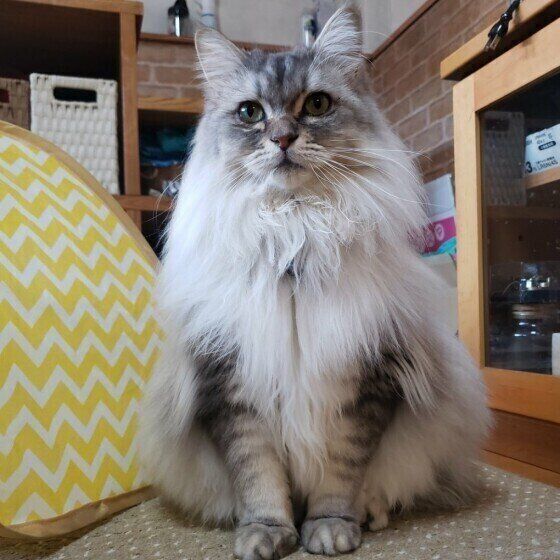 サイベリアンのさくらくん