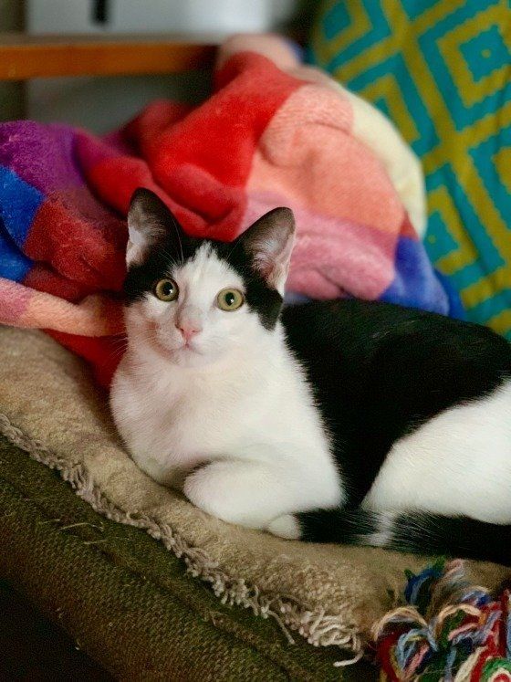 白×黒ミックス