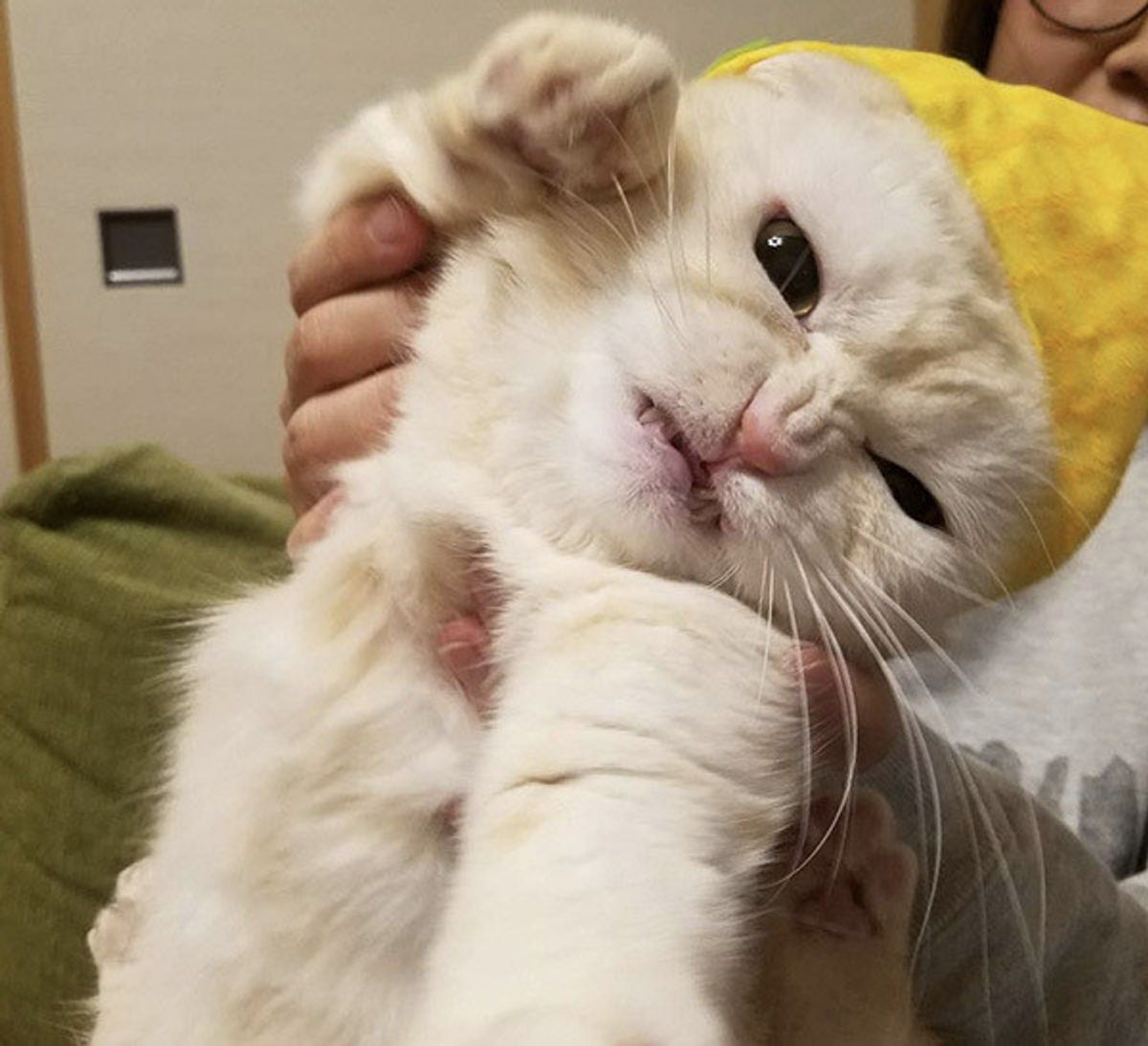 ぷんすかニャ 怒っているのになぜか癒されるニャンコの表情が話題に ねこのきもちweb Magazine ぷんすかニャ 怒っているのになぜか癒されるニャンコの表情が話題に ねこのきもちweb Magazine