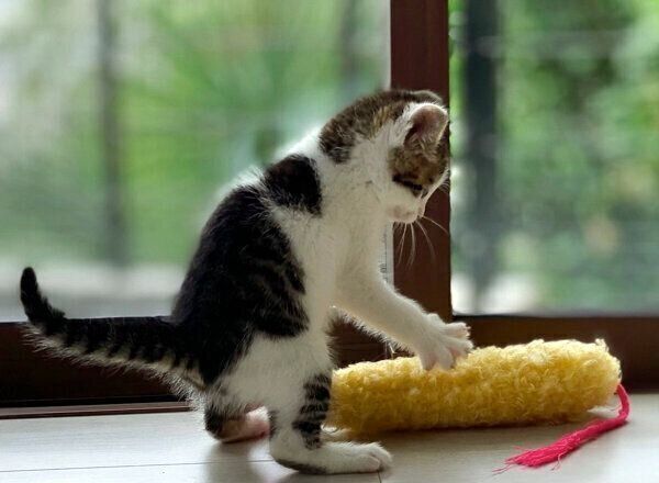 おもちゃの「えび天」で遊ぶセロイくん