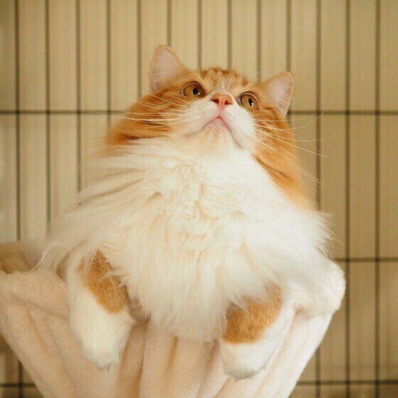 上を見つめるマンチカン