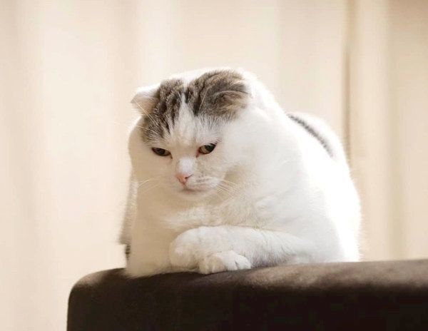 いつになく真剣な様子のライくん