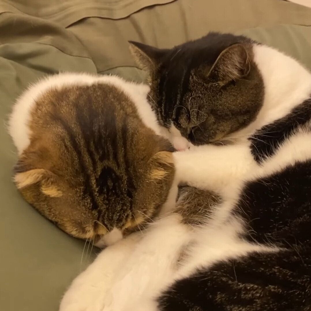 ぽこ太郎ちゃんにくっつくうま次郎ちゃん