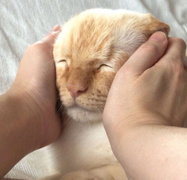 味のある表情をするてとちゃん