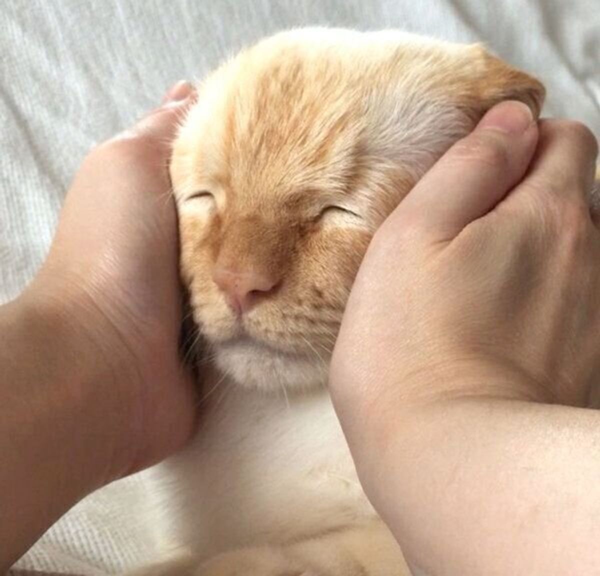 一度見たら忘れられない 顔を なでりなでり される猫の表情が最高だった ねこのきもちweb Magazine 一度見たら忘れられない 顔を なでりなでり される猫の表情が最高だった ねこのきもちweb Magazine