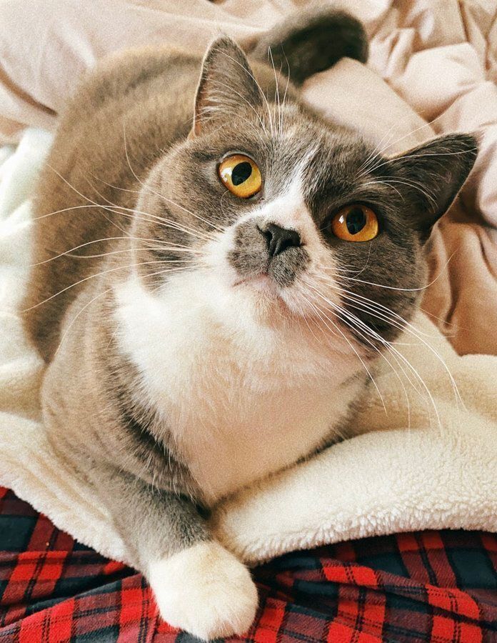 上を見上げるブリティッシュショートヘア