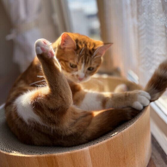 日向ぼっこをするこはくくん