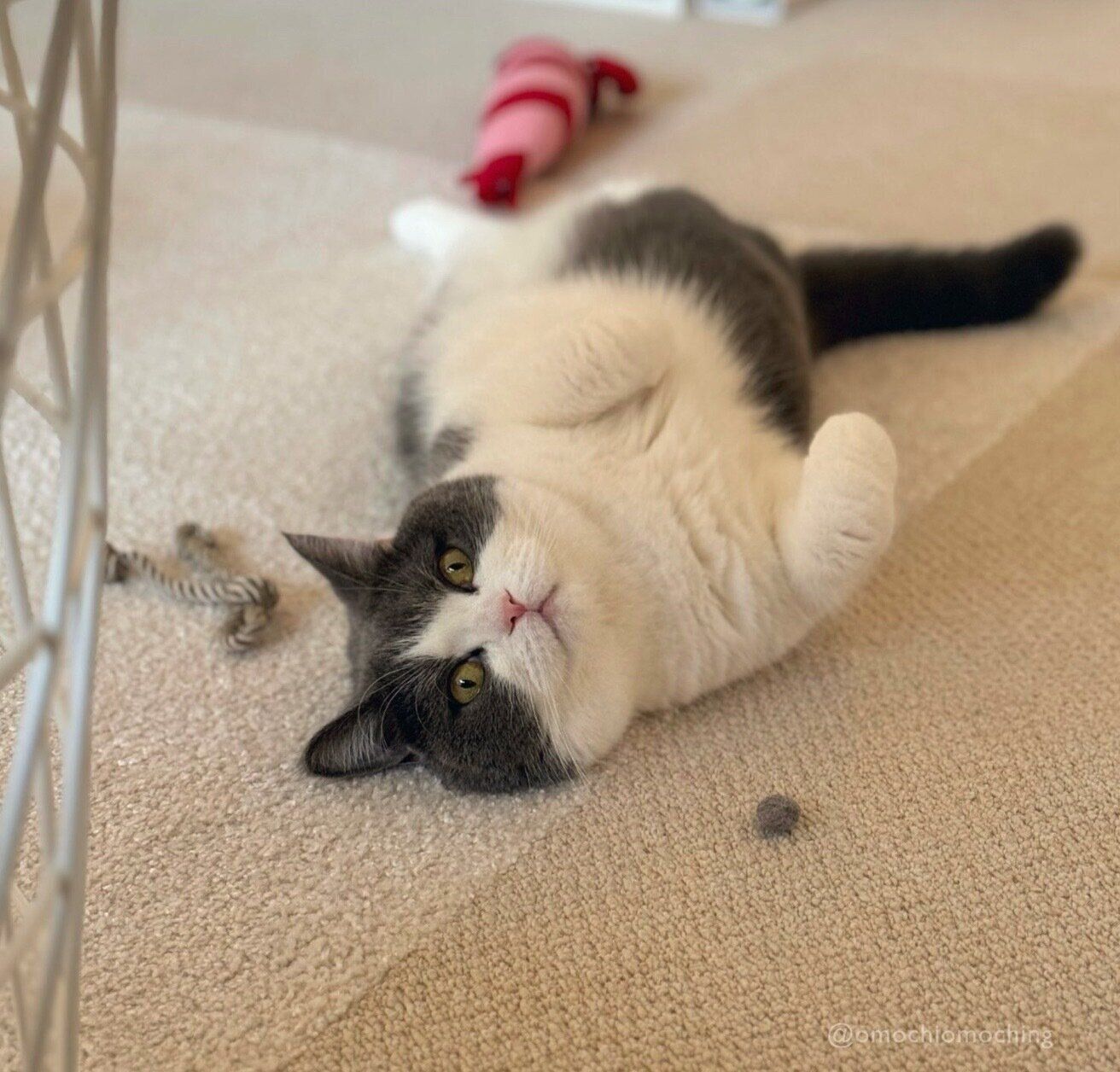 見つめてくるおもちちゃん