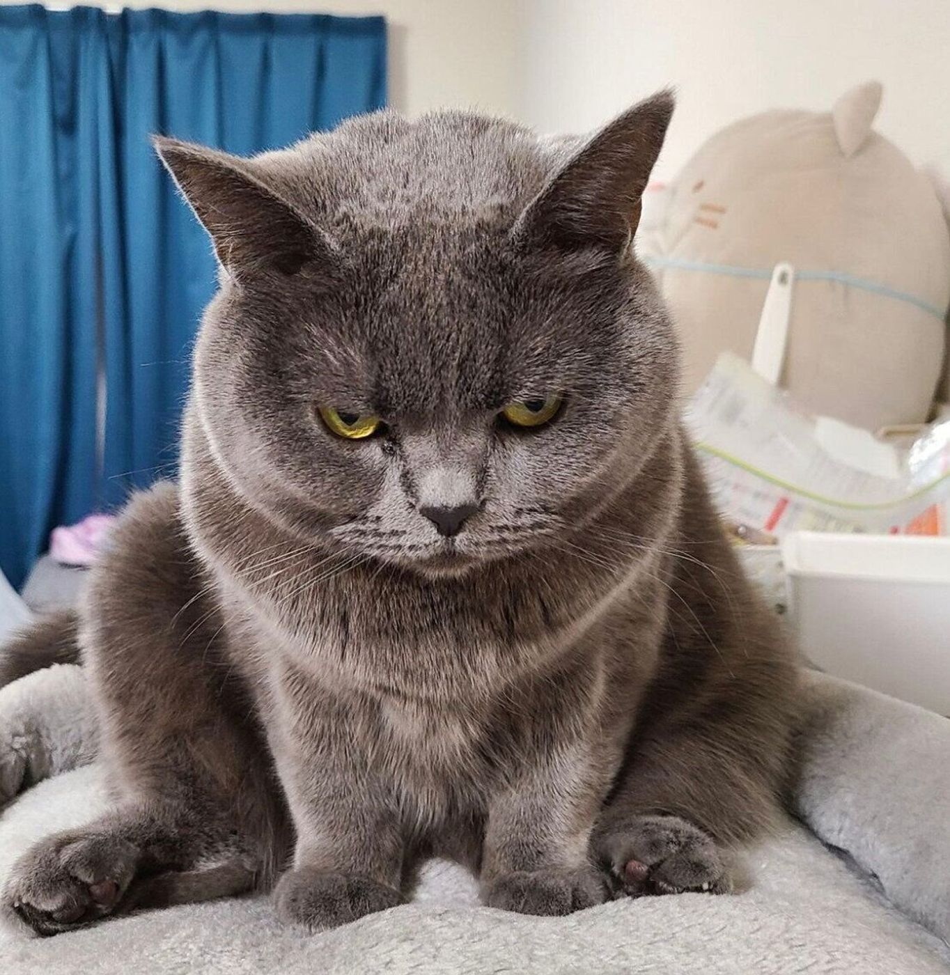 怒っ てる 猫
