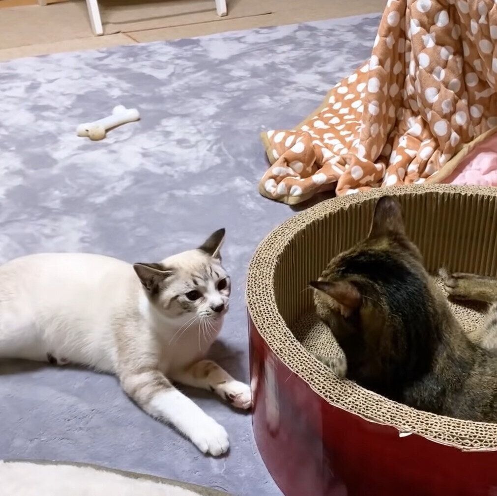 遊び始めるリリちゃんとリノちゃん