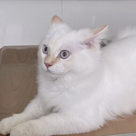 サイベリアンのアルくん