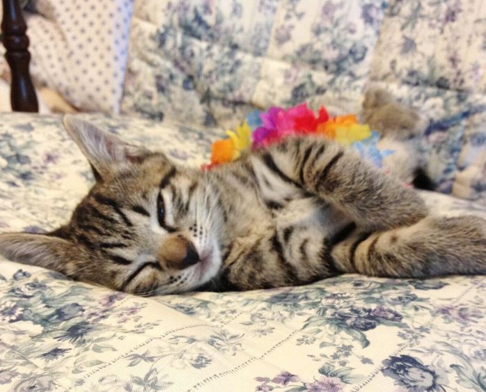 子猫時代のちょびちゃん